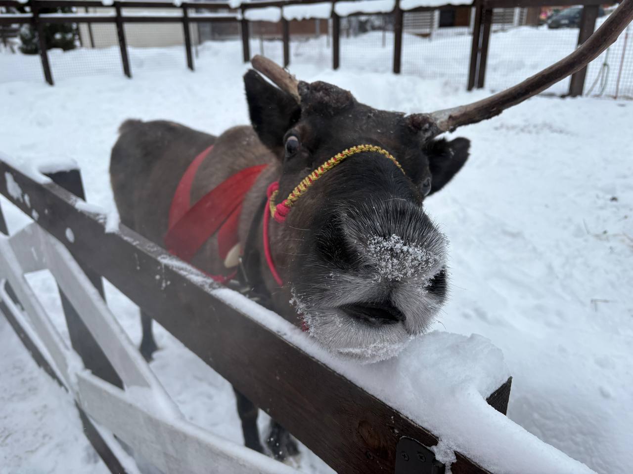 Как приручить… северного оленя?